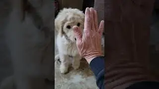 Maddie Doodle 12 weeks learning tricks