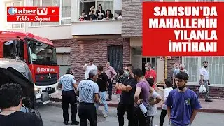Samsun'da mahallelinin yılanla imtihanı - Samsun Haber - Samsun Haber Gazetesi