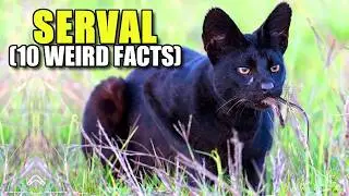 Serval 🐈 (10 FACTS You NEVER KNEW)