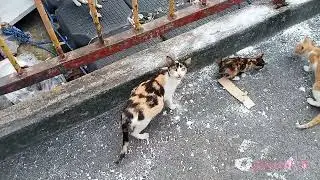 Walking Tour in Binondo PT3 Oldest Chinatown Alvarado, Hong Bon Bridge, Yuchengco