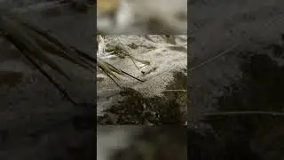 Растение которое умеет ходить. Дикий овес