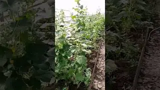 КАЖДЫЙ ДЕНЬ АГУРЦЫ ГОТОВ В ТЕПЛИЦЕ. СОРТ КУРАЖ #топ #ислам #куръон #модар #теплица #агроном