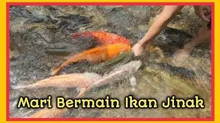 Mari main dengan ikan yang jinak dan mesra