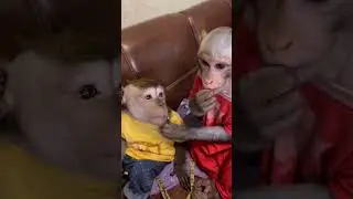 Вечерние посиделки с семечками 🐒🐒яванская макакам и макака резус , обезьянка