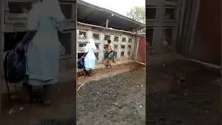 Rabbit farming 