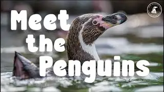 EP 3 | Peak Wildlife Park Diaries | MEET THE PENGUINS