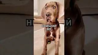 A dog that looks like a horse but thinks he's a cat 🐴🐶 