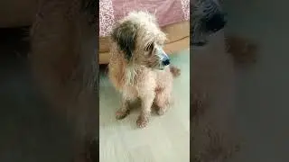 Китайская Хохлатая Пуховая/ Мама обижала!