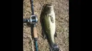 Balack bass in Sardegna