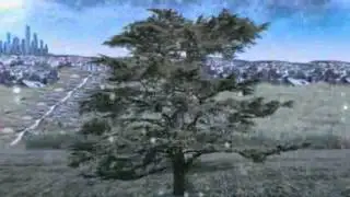 A história do Cedro, vídeo apresentado na palestra de Carlos Júlio A Economia do Cedro