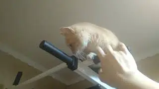 Решил подразнить кота