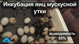 Инкубация мускусных уток