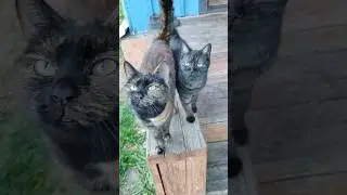 Вечер, Ухаживаю за Котиками#котики#cat