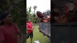 BUAHNYA JUMBO JUMBO‼️DHASYAT#shortvideo