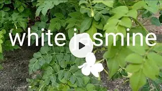 Home Gardening.. white Jasmine grow care complete information सफेद फूल वाली चमेली की बेल