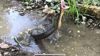 Mad Diamondback Water Snake Striking in Slomo
