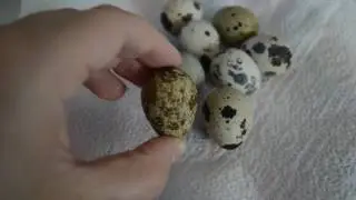 Астрономия и Перепелиные Яйца