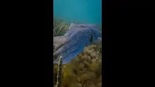 The cuttlefish was a paid actor 🤡 