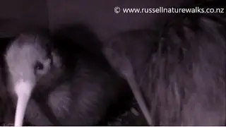 Inside a Kiwi Nest - Sound and Action