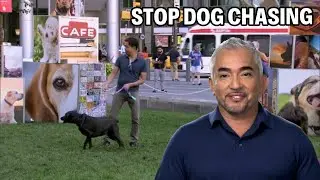 This Dog Chases After Skateboards?! | Dog Nation Episode 7 - Part 1