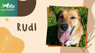 Rudi