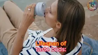 Lifespan of tastebuds - have you ever burned your tongue?