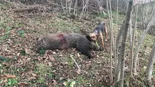 Domuz avı - İyi Köpek Av Yaptırır/ Kötü Köpek Yol Yaptırır.