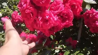 04.06.24 г. что осталось после обрезки.