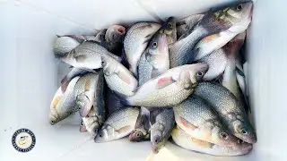 Fishing Secrets For Catching LOADS of White Perch!