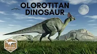 Olorotitan Dinosaur