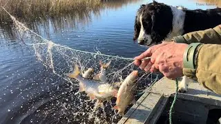 Fish are SWARMING in the nets! Checking the river. What to do with Barsik?
