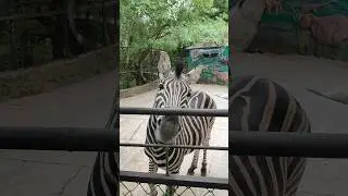 Зебры🤪Крым и Россия #zoo #зоопарксказка #animals #ялта2024 #зебра #animals