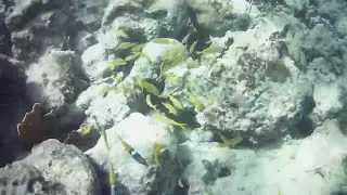 The Natural Beauty Of The Ocean Floor In Flavours Beach In St. Ann