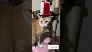 Unbolsing Parte 2 🛍️ #viral #gatos #michi #shortvideos #cat #michis #shorts #parati #cats #pets