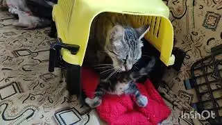 Котята один месяц сегодня. 13 сентября 2023