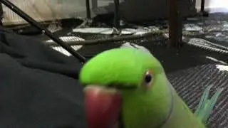 Nosy bird 🐦 #Shorts