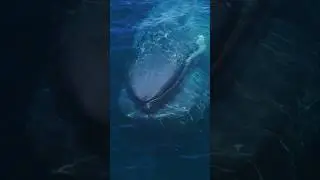 The largest animal to ever exist, and it lives amongst us today! 