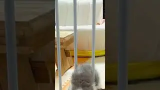 YouTube Shorts: The Cats That Will Make You LOL 😂