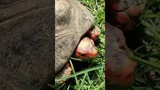 JABUTI  tomando um  sol
