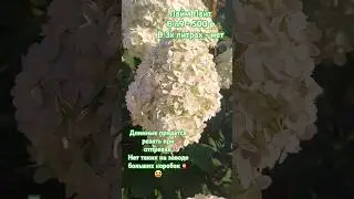 Лайм Лайт 