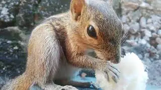 squirrel eat