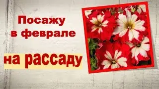 Что посадить в феврале на рассаду? Цветы и овощи.