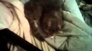 Farting Dexter Awake