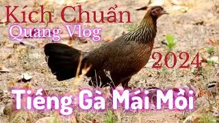 Tiếng Gà Mái Mồi | Chuẩn Cho Anh Em Dùng Mùa Này