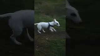 Миниатюрный бультерьер Бус, Будни)