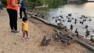 Feeding ducks at park || kids fun loving activity | #feedingducks #ducksandbaby #sunset #sunsetview