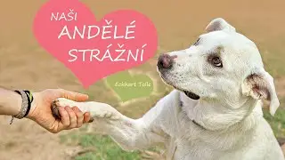 Naši andělé strážní ♡ Eckhart Tolle⭐️