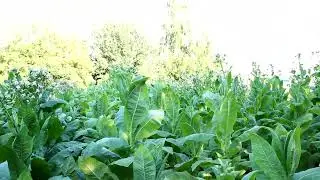 ЛОМКА табака