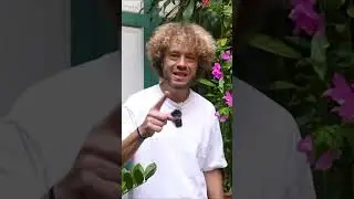 Китайские чебурашки #shorts #china #чебурашка