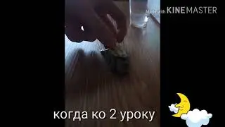 прикол с черепахой